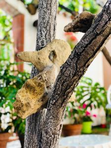 Fotografie z fotogalerie ubytování Domo All'Antico Borgo v destinaci Oristano