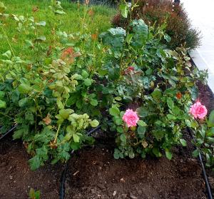 a garden with pink roses and green plants at Apart Hotel Iglika in Pomorie