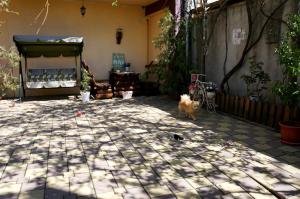 a dog standing in the middle of a patio at Nirvana Apartament in Bucharest