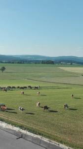 una manada de vacas pastando en un campo verde en Hanslbauernhof en Moosbach