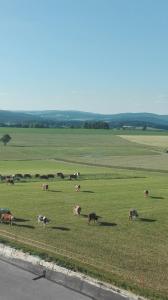 eine Kuhherde, die auf einem grünen Feld weidet in der Unterkunft Hanslbauernhof in Moosbach