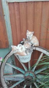 a group of kittens sitting in a pot on a bike at Hanslbauernhof in Moosbach