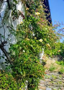 a bunch of flowers on the side of a building at Tracebridge Cottage B&B in Stawley