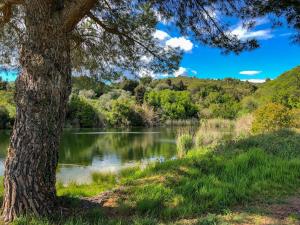 a tree next to a lake with a tree at MONOLOCALE CASENUOVE con GIARDINO in Castiglioncello