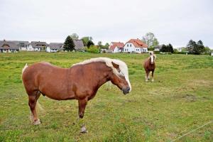 dos caballos parados en un campo de hierba en Ferienwohnungen Plogshagen_Hiddens, en Neuendorf