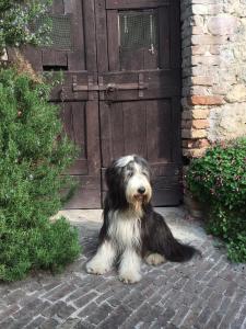 Domáce zviera alebo zvieratá hostí v ubytovaní Casa Zuino