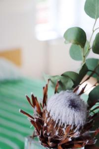 a close up of a thorny plant in a vase at Pokoje Łebska 24 in Łeba