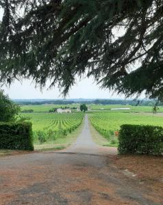 una strada che conduce a un campo di viti di A L'OMBRE DE LA TREILLE -Proche Saint-Emilion a Saint-Magne-de-Castillon