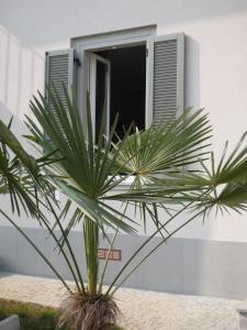 a palm tree in front of a window at Stanze Ildesco in Bergamo