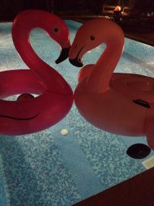 two pink swans are standing in a pool at Evan's Studios in Alykes