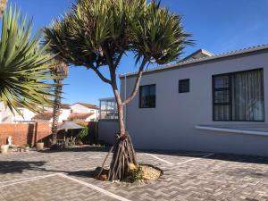 een palmboom op een binnenplaats naast een gebouw bij Le Blue Guesthouse in Port Elizabeth