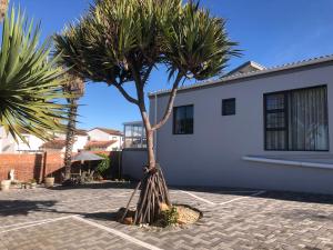 a palm tree in a courtyard next to a building at Le Blue Guesthouse in Port Elizabeth