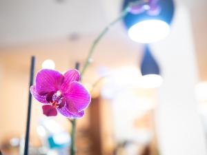Fotografie z fotogalerie ubytování Hotel Quino v destinaci Guardamar del Segura