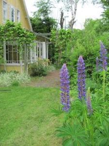 a garden with purple flowers in front of a house at Heimdallhuset in Skånes Värsjö