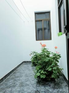Apartamento Mendoza-San Isidro في سان إيسيذرو: نافذة ونباتان أمام مبنى