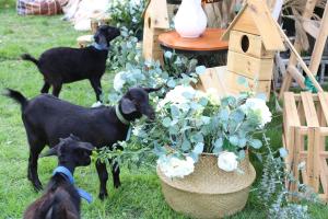 two goats standing next to a flower pot with flowers at Shangri-La Beihai in Beihai