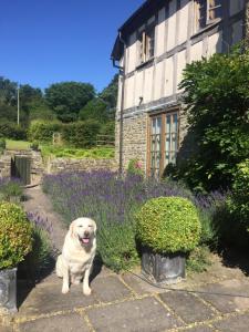a white dog sitting in front of a house at Lower House Farm B&B, Herefordshire in Hergest