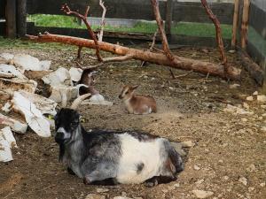 un grupo de cabras y conejos tirados en la tierra en Landgasthof Waldeck en Dürbheim