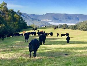 a herd of cows grazing in a field at Amaroo Valley Springs in Barrengarry