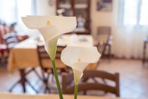 Fotografie z fotogalerie ubytování AgriB&B Corte Burchio v destinaci Adria