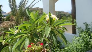 Fotografie z fotogalerie ubytování Orama Studios v destinaci Plakias