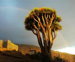 uma palmeira com um arco-íris ao fundo em Casas las Gemelas VIEWPOINT! em Garafía