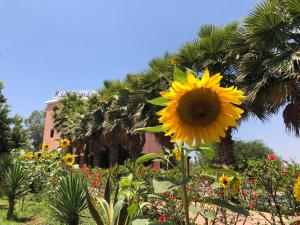 Vườn quanh Riad Hamdani
