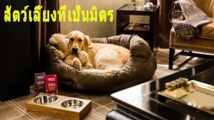 un perro sentado en una cama de perro en una habitación en Mini-golf **** & Resort Ubon Ratchathani, en Ubon Ratchathani