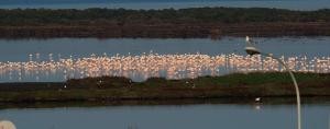 a large flock of birds standing in the water at Cinema House Apartments in Orbetello +17 photos