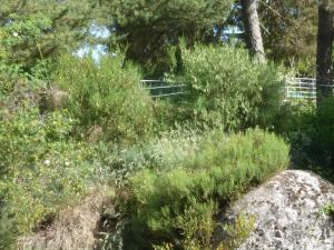 una colina con plantas, árboles y una roca en Le Chalet, en Antrenas