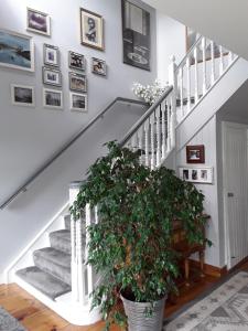 Foto sihtkohas Buncrana asuva majutusasutuse Mill Lane galeriist