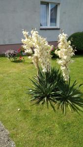 a plant with white flowers in a yard at Na kemping! in Pobierowo