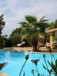 a palm tree sitting next to a swimming pool at Chambres d'Hôtes Béziers in Béziers