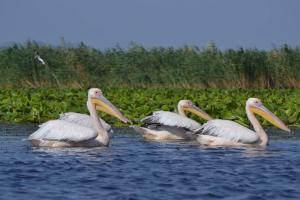 a group of pelicans swimming in the water at Pensiunea Coralia in Murighiol