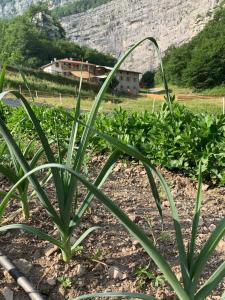 a plant in a field with a mountain in the background at Limarò B&B in Sarche di Calavino