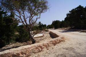 a tree on the side of a dirt road at Apartamentos Las Dunas de Levante in Es Pujols