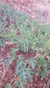 a group of green plants in a garden at Rose Hotel B&B in Patara