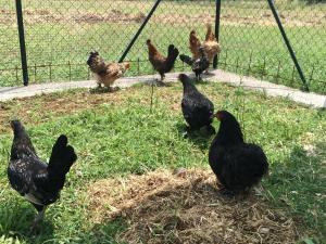 eine Gruppe von Hühnern, die im Gras bei einem Zaun stehen in der Unterkunft Villa Margherita in Montaquila