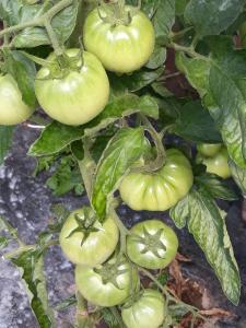 a bunch of green tomatoes growing on a plant at The Lakes Lagoon in Plav +27 photos