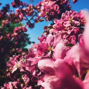 ノルテリエにあるHotel Pensionat Granparkenのピンクの花の木の上の近く