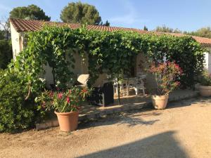 a garden with plants in pots in front of a house at Les Buis in Carpentras