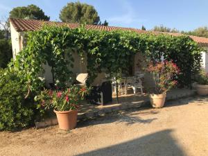 un jardin avec des plantes en pots devant une maison dans l'établissement Les Buis, à Carpentras