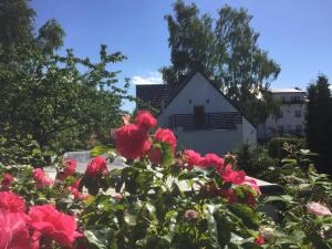 a bush of red roses in front of a house at Jagodowy Dwór in Jastarnia