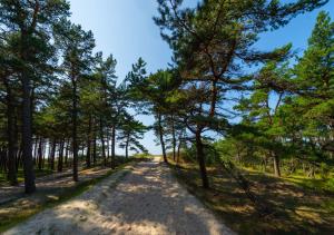 een onverharde weg door een bos met bomen bij VILLA AIDO in Palanga