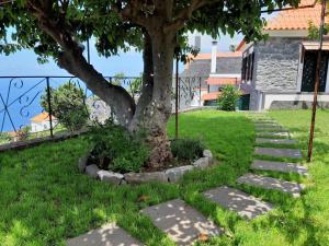 een boom met stapstenen rond een boom bij Casa Velha D Fernando e Casa Avó Augusta in Ribeira Brava