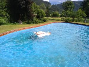 בריכת השחייה שנמצאת ב-Pool, Pokale, Sauna, Billard, Kirche u. viel Natur או באזור