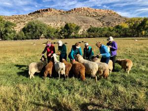 a group of people standing in a field with sheep at Canyon Of The Ancients Guest Ranch in Cortez