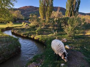 a sheep eating grass next to a river at Canyon Of The Ancients Guest Ranch in Cortez