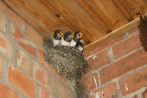three birds sitting in a nest on a brick wall at Pferdestubchen in Klein Krams
