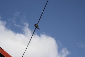 a wire in front of a cloudy sky at Pferdestubchen in Klein Krams